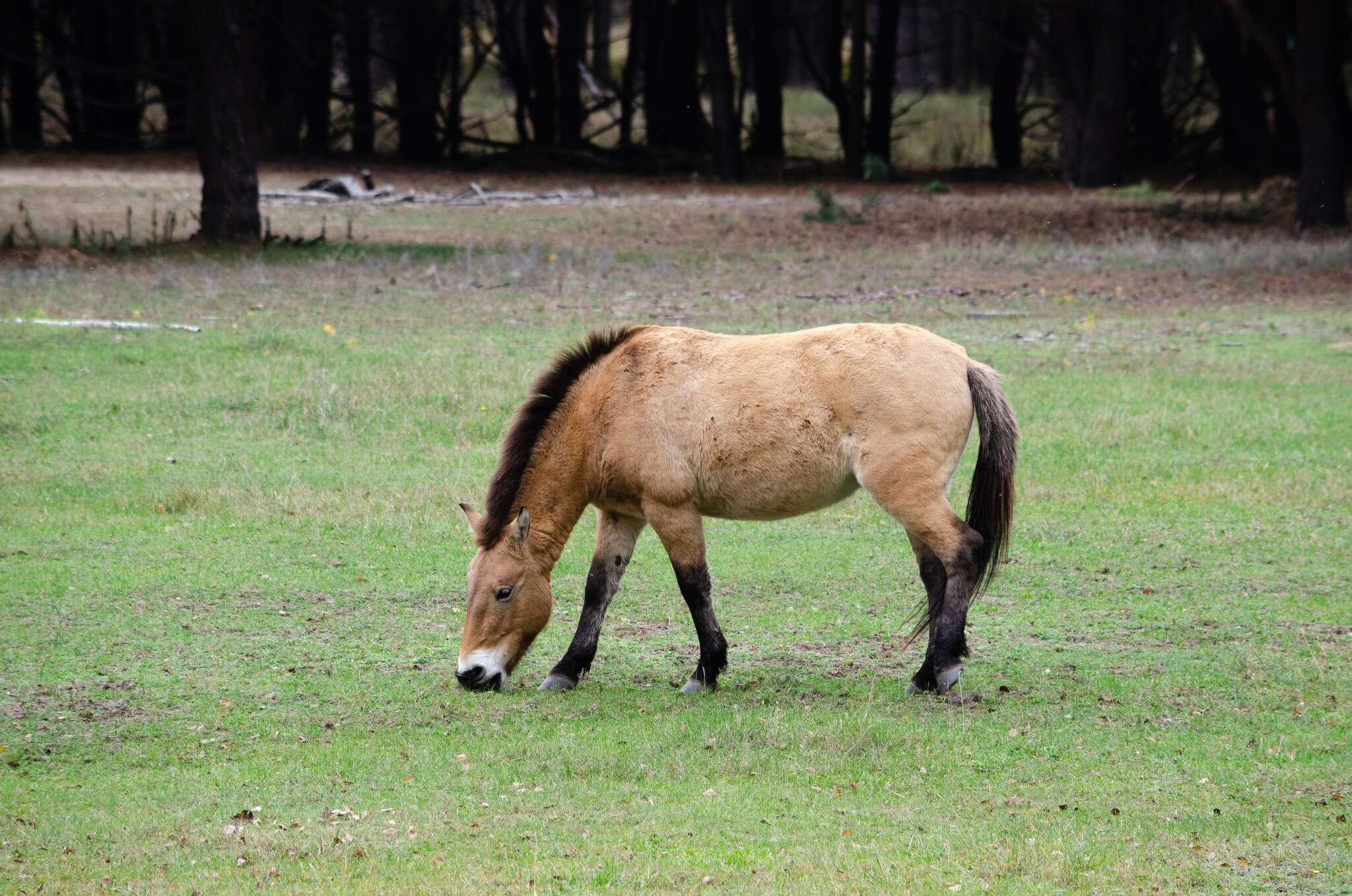 صورة Equus subgen. Equus Linnaeus 1758