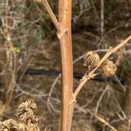 Imagem de Abutilon angulatum (Guill. & Perr.) Mast.