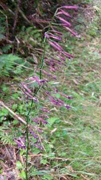 Image of Paraprenanthes melanantha (Franch.) Ze H. Wang