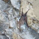 Image of Muscat mouse-tailed bat