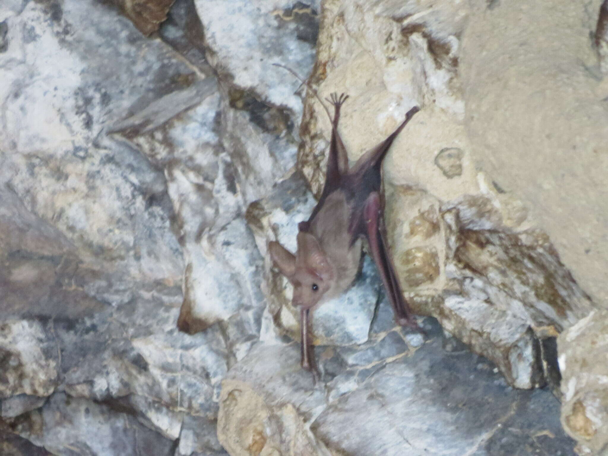 Image of Muscat mouse-tailed bat