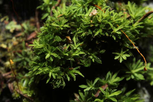 Calymperastrum latifolium Stone 1986的圖片