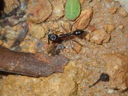 Imagem de Odontomachus ruficeps Smith 1858