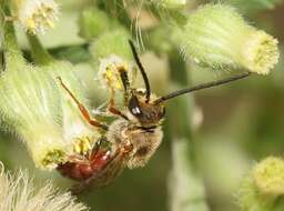 Lasioglossum sulthicum (Smith 1853) resmi