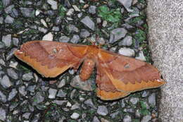 Image of Saturnia (Rinaca) japonica ryukyensis Inoue 1984