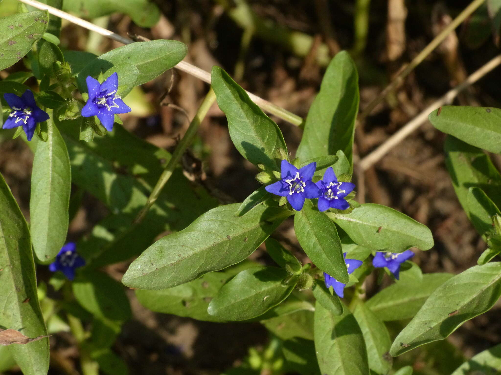 Hydrolea zeylanica (L.) Vahl resmi