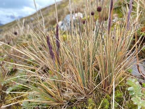 Image of Festuca contracta Kirk