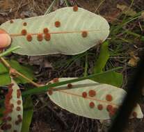 Image of Lopesia parimarii Tavares 1908