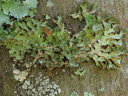 Image of Tuckermanopsis ciliaris