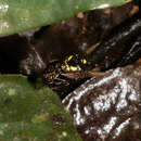 Image of Micrathena coca Levi 1985