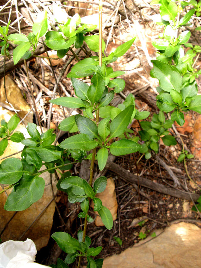 Image of Solanum guineense