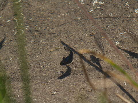 Image of San Ignacio pupfish