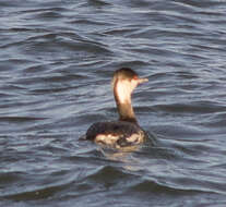 Image of Podiceps Latham 1787