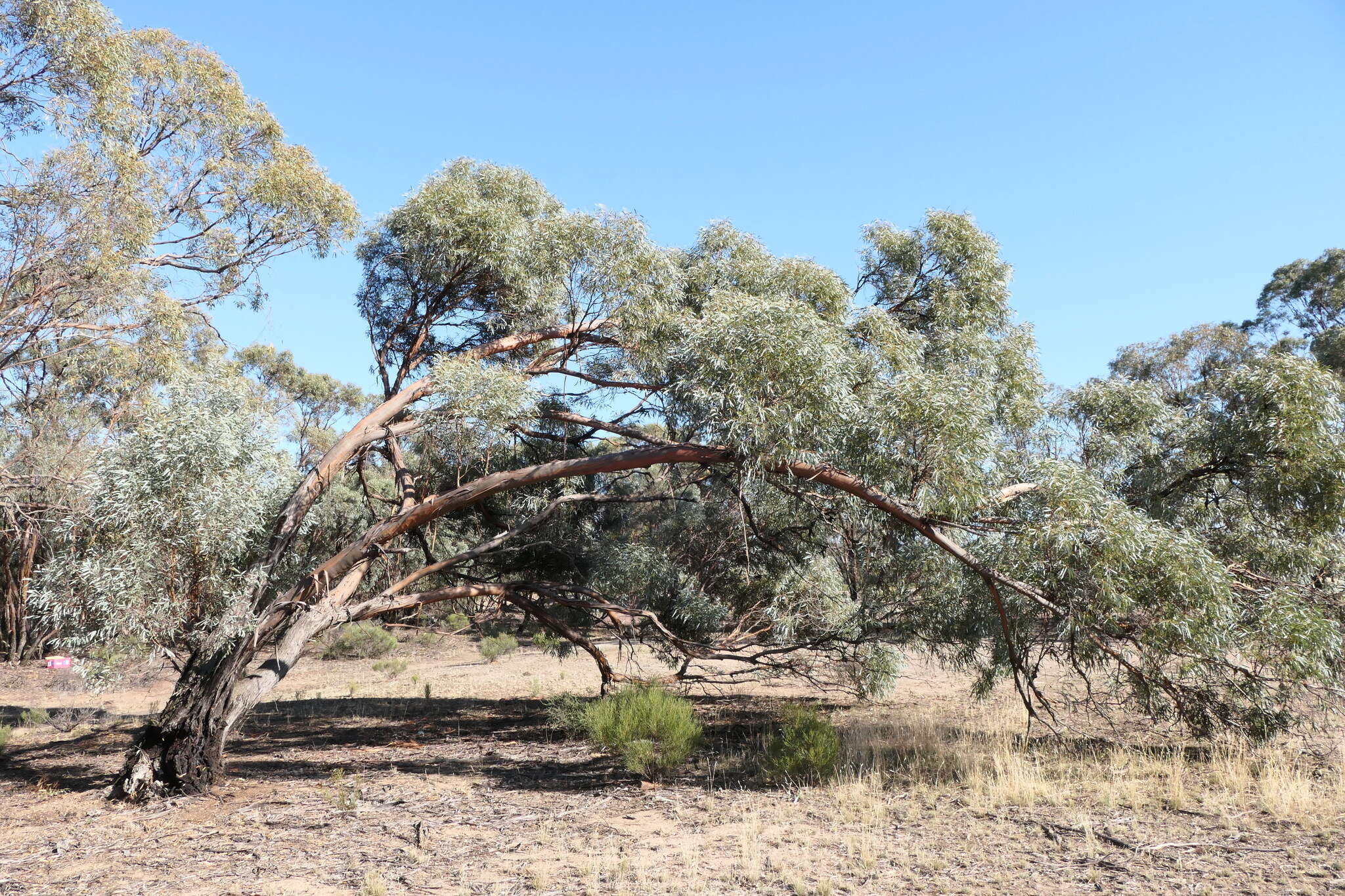 Image of Eucalyptus polybractea F. Müll. ex R. T. Baker