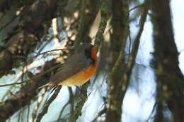 Image of Kashmir Flycatcher