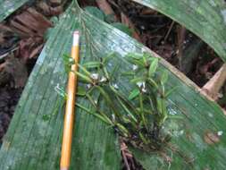 Plancia ëd Scaphyglottis prolifera (R. Br.) Cogn.