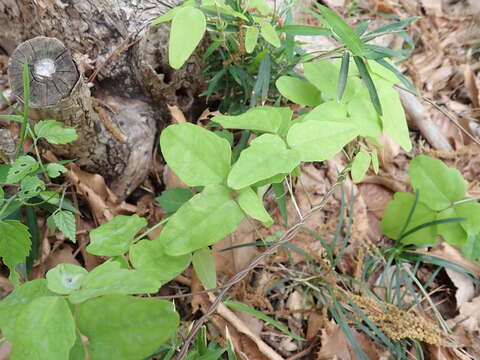 Image of Akebia trifoliata (Thunb.) Koidz.