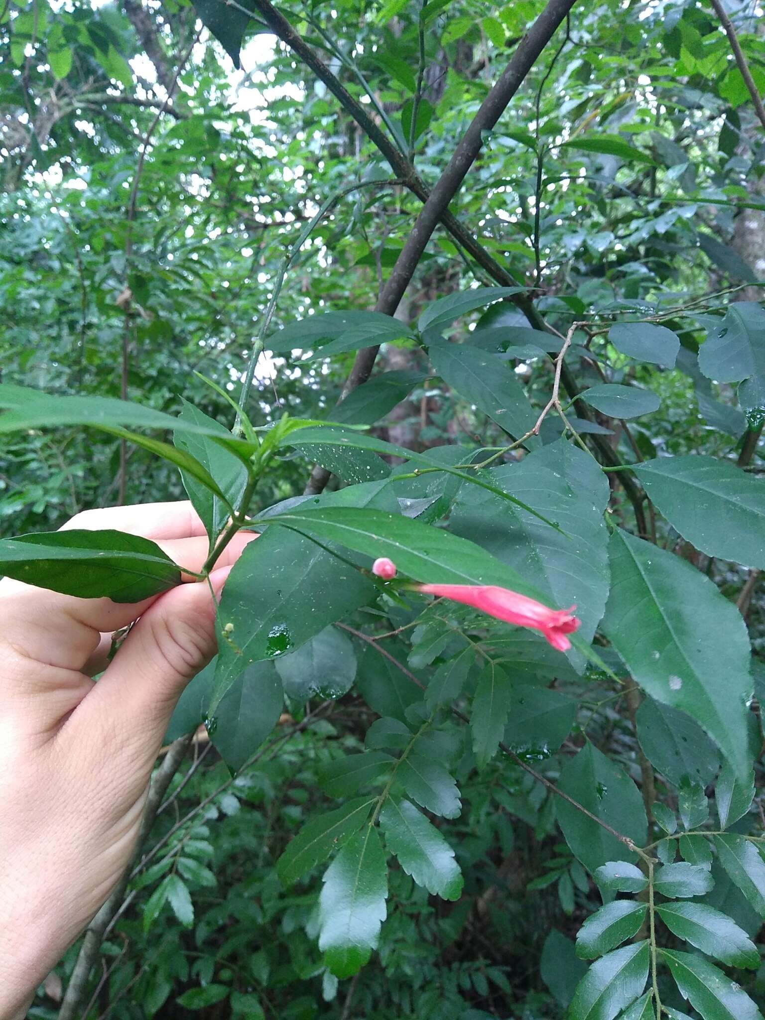 Image of Ruellia angustiflora (Nees) Lindau