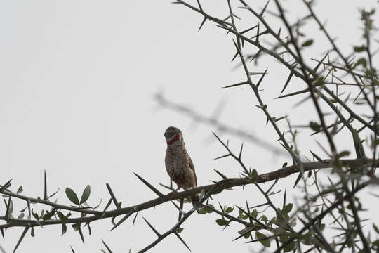 Image of Cut-throat Finch