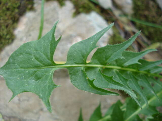 Image of Hyoseris radiata subsp. radiata