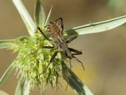 Plancia ëd Rhynocoris erythropus (Linnaeus 1767)