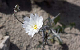 Image de Rafinesquia neomexicana A. Gray