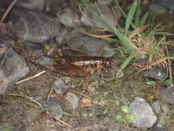 Image of Hemiandrus maculifrons (Walker & F. 1869)