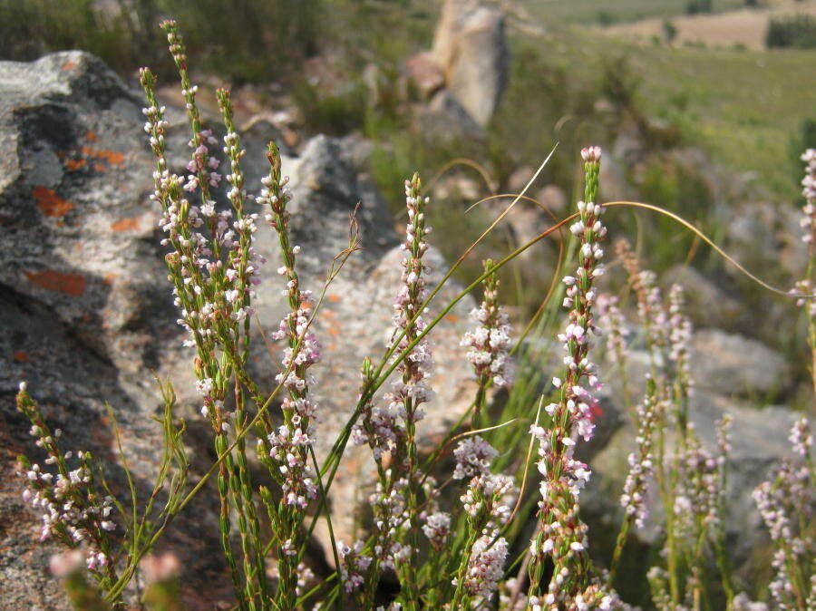 Image of Erica articularis var. articularis