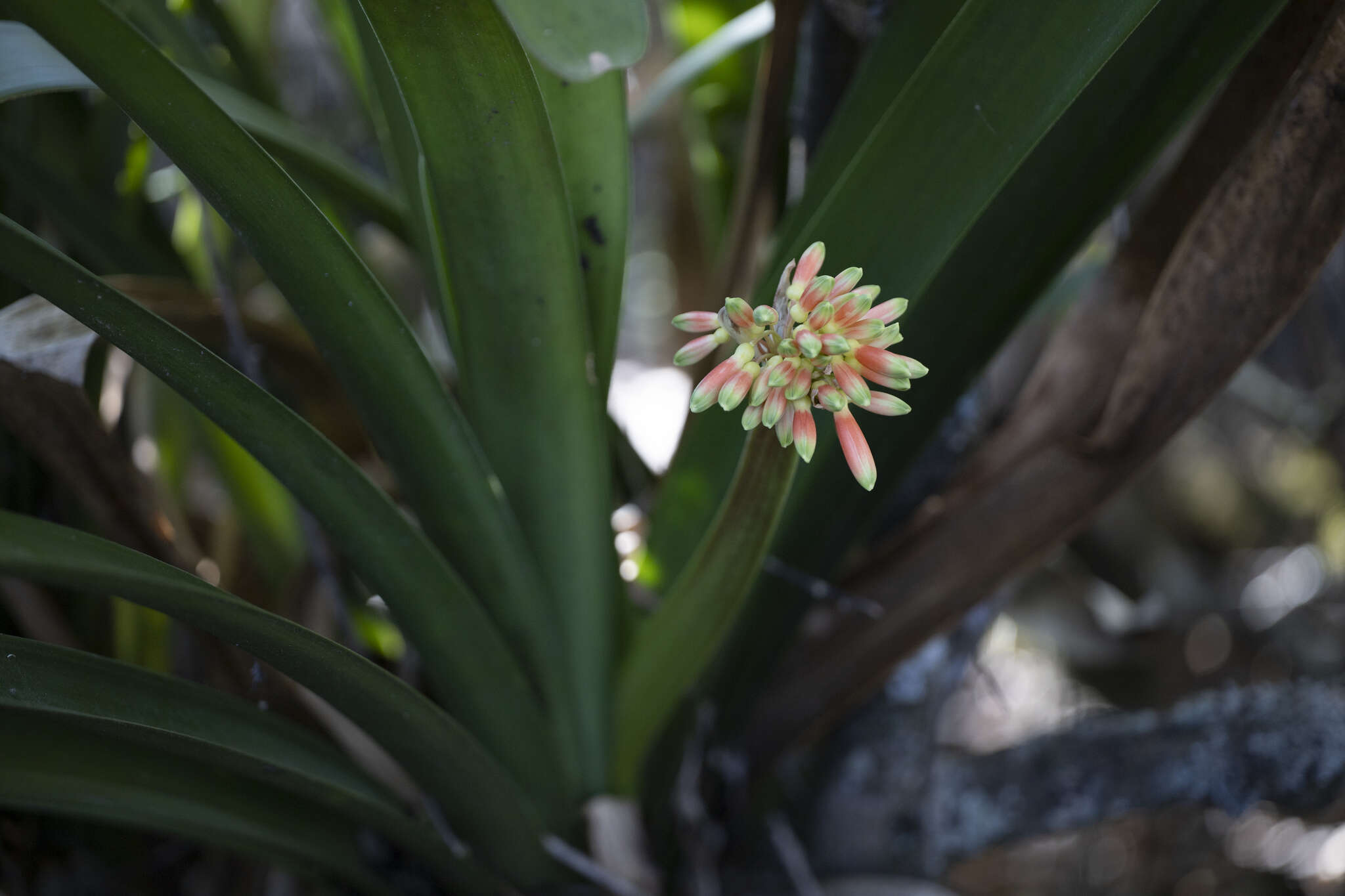 Image of Clivia nobilis Lindl.