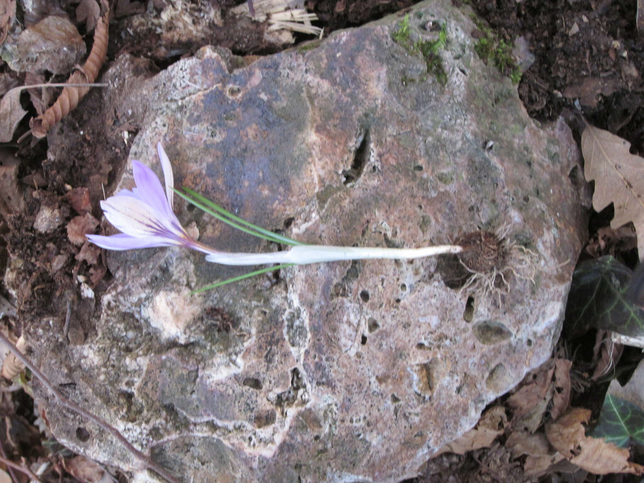 Plancia ëd Crocus etruscus Parl.