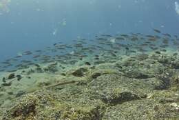 Image of Azores Chromis