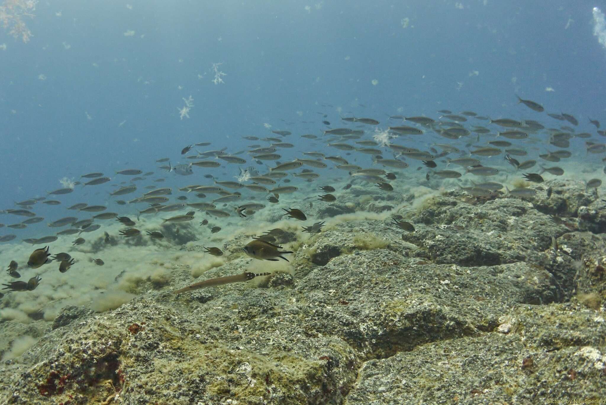 Image of Azores Chromis