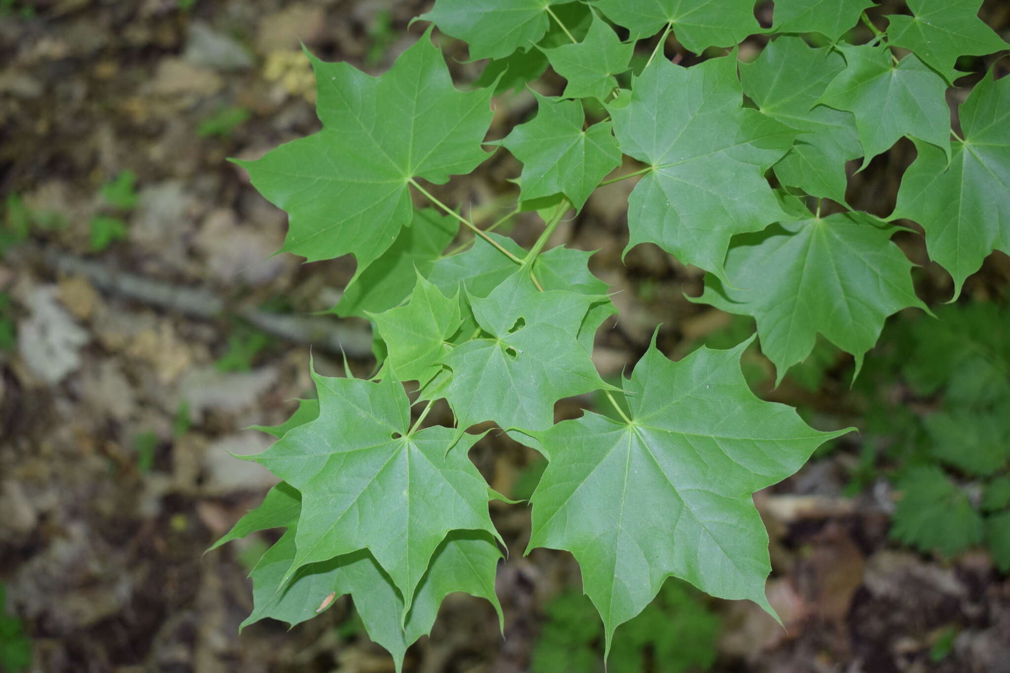 Plancia ëd Acer cappadocicum subsp. cappadocicum