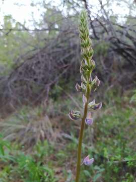 Image of Lupinus latifolius subsp. wigginsii (C. P. Sm.) P. Kenney & D. B. Dunn