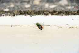 Image of metallic wood-boring beetle