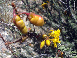 Image of Balsamocarpon brevifolium Clos