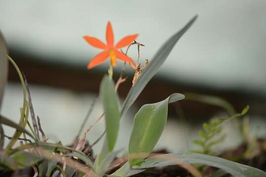 Image of Prosthechea vitellina (Lindl.) W. E. Higgins