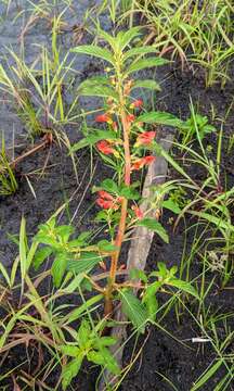 Image of Impatiens gomphophylla Baker