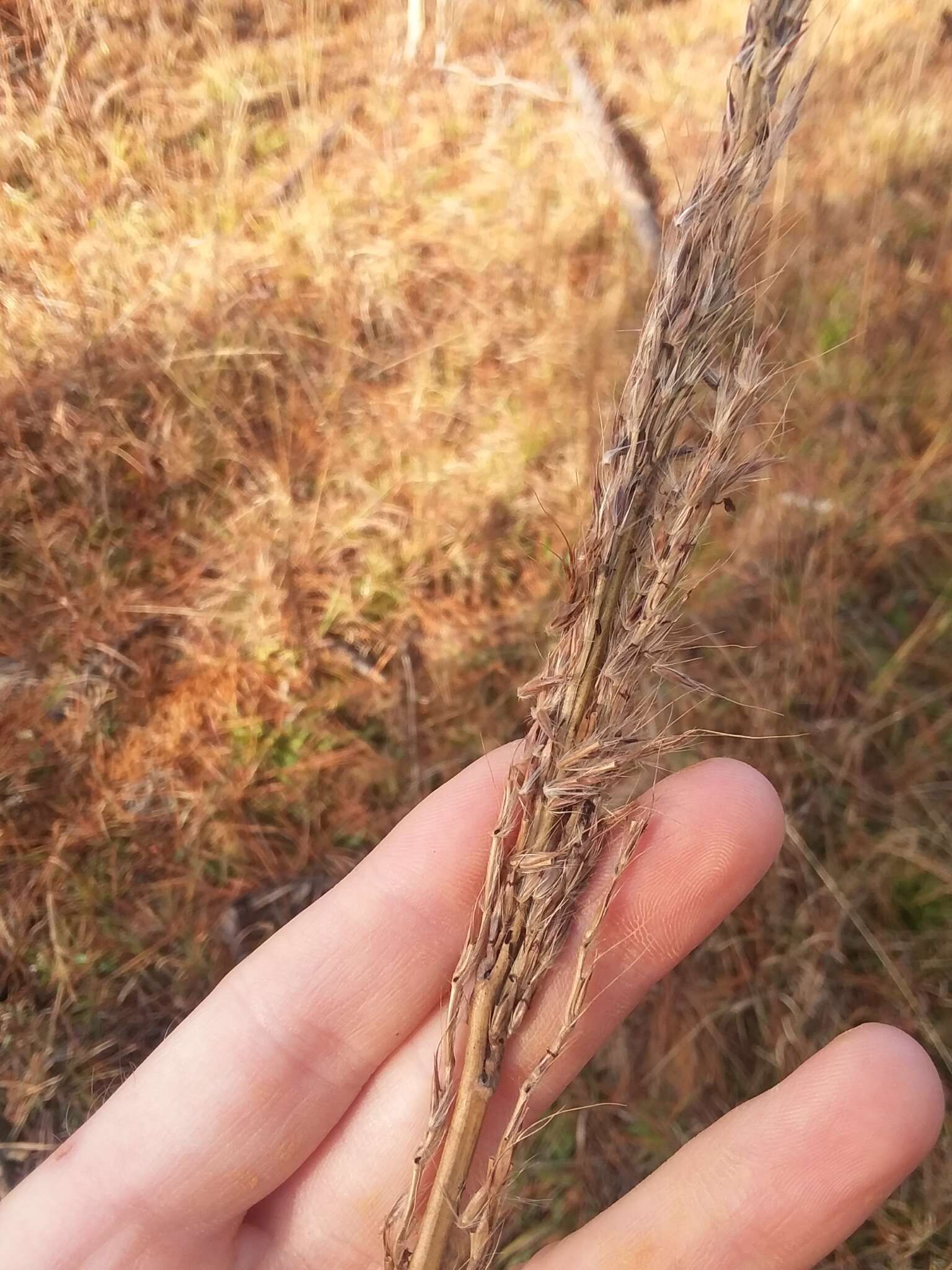 Image of sortbeard plumegrass