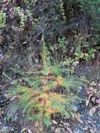 Image of European Larch