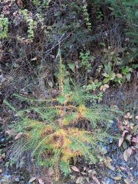 Image of European Larch