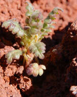 Phacelia serrata J. W. Voss resmi