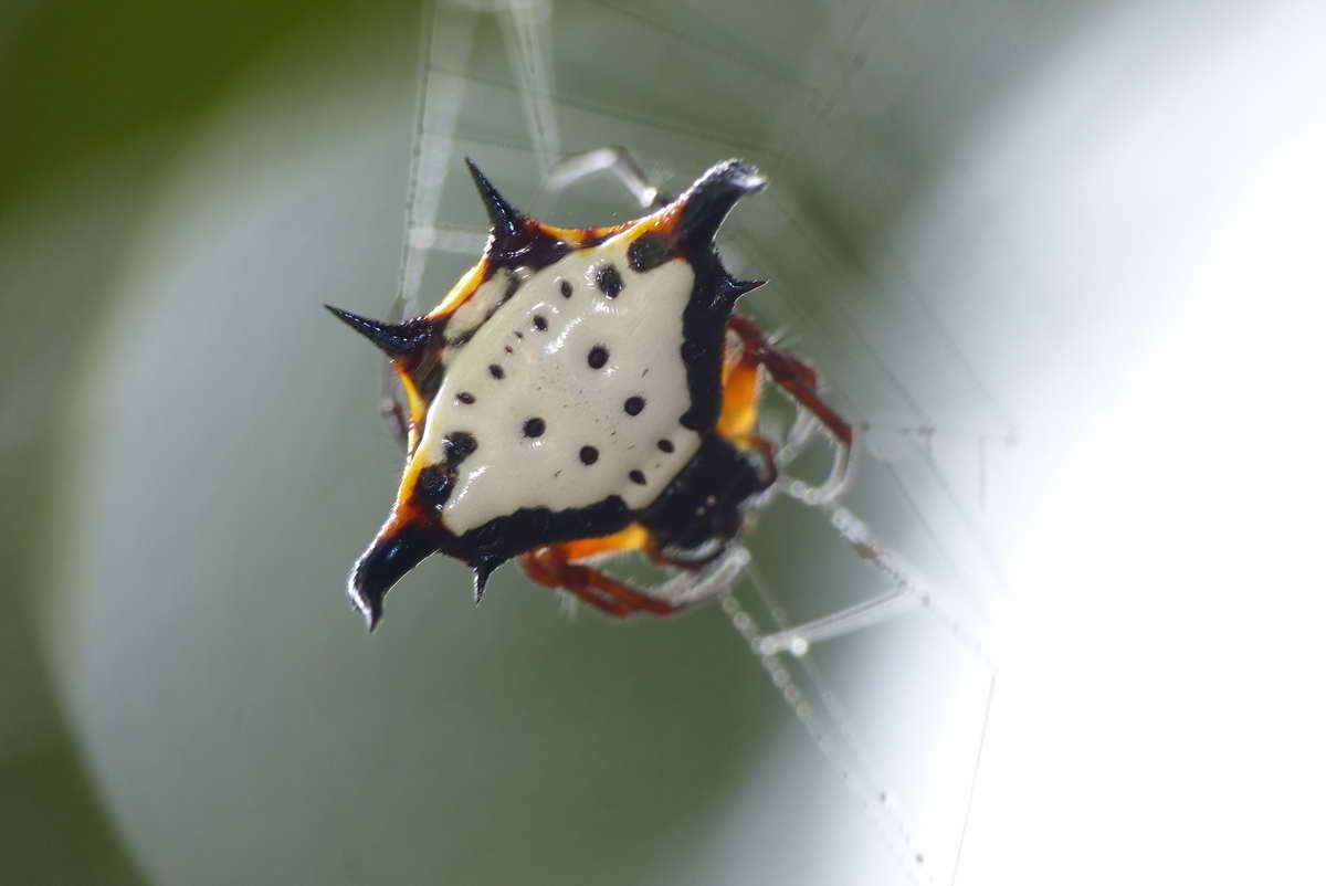 Image of Gasteracantha crucigera Bradley 1877