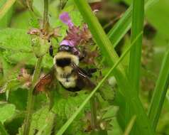 Image of Wilmatte's Bumble Bee