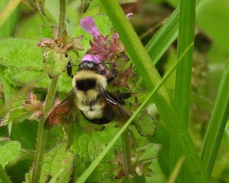 Слика од Bombus wilmattae Cockerell 1912