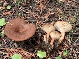 Image of Clitocybe squamulosa (Pers.) P. Kumm. 1871