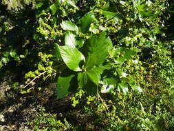 Image de Ceanothus arboreus Greene