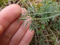 Imagem de Onobrychis oxyodonta Boiss.