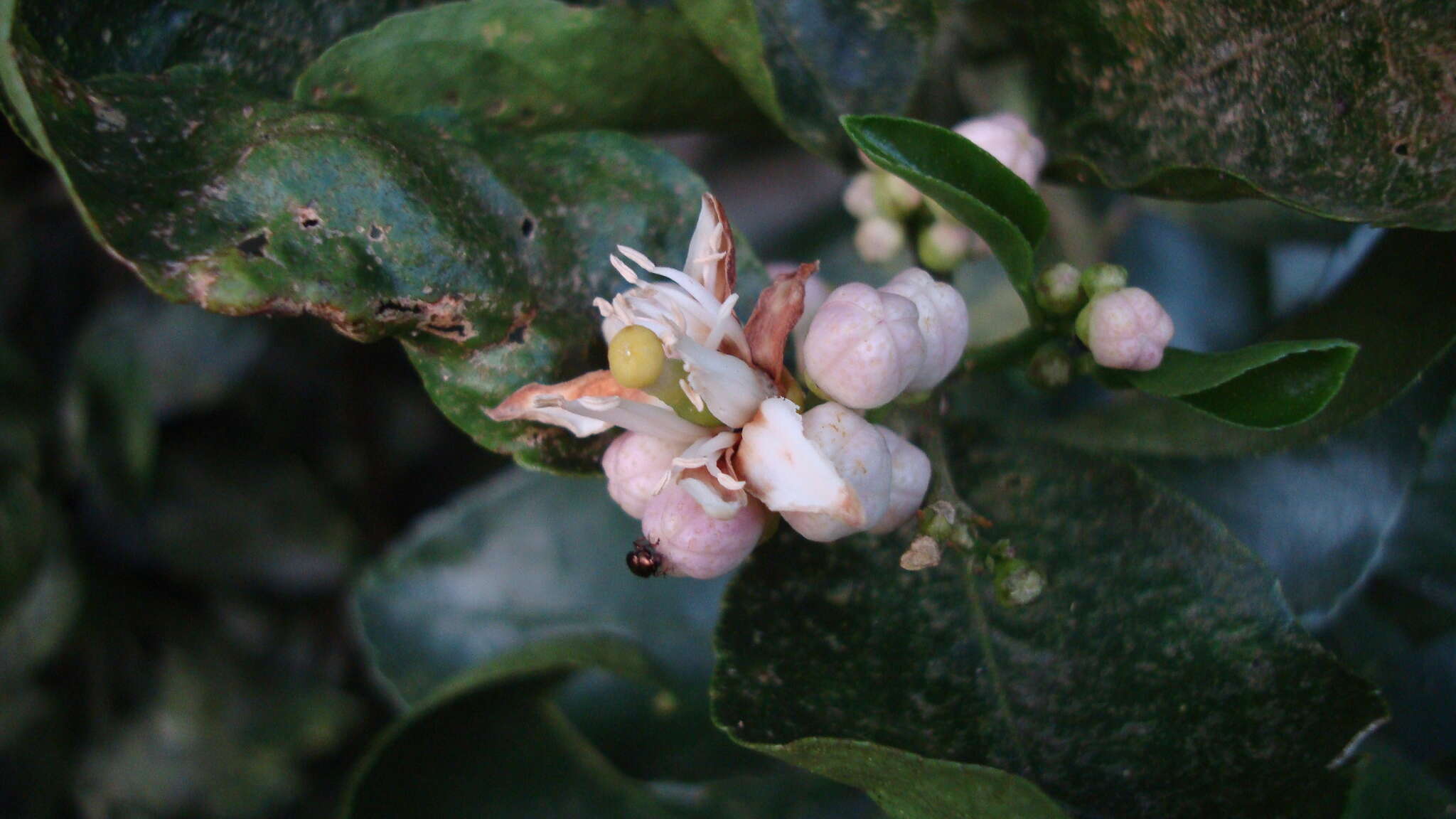 Image of key lime