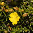 Image of Hibbertia papillata J. R. Wheeler